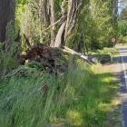 A second poplar tree beside Speargrass Flat Rd, near Queenstown, has toppled this month. PHOTO:...