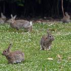 Rabbits congregate in Moeraki in 2017. PHOTO: ALLIED PRESS FILES