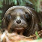 The pup of Hope the sea lion keeps a watchful eye on the camera. PHOTOS: STEPHEN JAQUIERY
