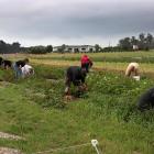 People digging spuds and picking peas at the Sefton Big Dig. Photo: Jonathan Cosgrove