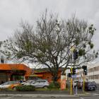 A dying raywood ash tree on the corner of Hanover and Castle Sts is on borrowed time after a...