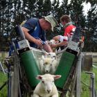Lambs on a conveyor on sheep and beef farm in Avalon in West Otago. Photo: Shawn McAvinue