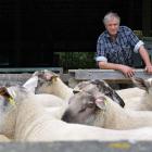 Wharetoa Genetics co-owner Garth Shaw is set for his 21st on-farm ram sale in South Otago next week.