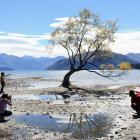 The tree in Lake Wanaka is a popular tourist attraction. Photo: Tim Miller