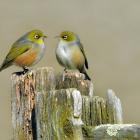 Silvereyes (tauhou) were self-introduced to New Zealand and now inhabit most of the country....