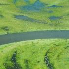 Moulting paradise shelducks mob up on the Taieri River in the Styx Basin. 
...
