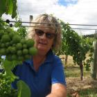 Estate Vineyard Management worker Robyn Sim displays clusters of young fruit at Grasshopper Rock...