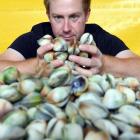 Southern Clams Ltd harvester Patrick Jones inspects cockles freshly harvested yesterday. PHOTO:...