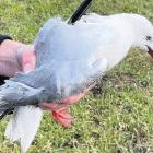 A red-billed gull was found shot with a small arrow in Oamaru yesterday morning. PHOTO: SUPPLIED...