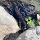 Tame eels gather to be fed at the LII River. Photo: Supplied