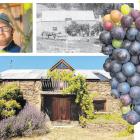 Monte Christo viticulturist Sam Wood (pictured) says Trollinger grapes have been found growing in...