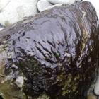 Potentially toxic algae phormidium has been found in the Waianakarua River. PHOTO: SUPPLIED/ORC