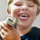 James Purvis, of Lawrence, with 4-year-old Wybie, the Australian eastern blue-tongued skink at...