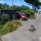 Anybody home? A sea lion inspects a property in Karitane yesterday. PHOTO: SUPPLIED