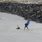 A body boarder raises his board when confronted by a juvenile New Zealand sea lion at a Dunedin...