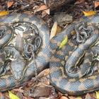 A Kiwi snake catcher has revealed how she had to move a mother python and her 24 babies from a...