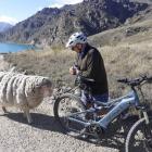 A rogue ram’s rampage against cyclists on the Lake Dunstan Cycle and Walking Trail ended in the...