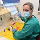 Dr Janelle Wierenga extracts genetic information from yellow-eyed penguin chick samples in a...