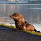 A fur seal on the Otago Peninsula cycleway in July 2021. PHOTO: ODT FILES