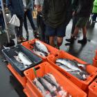 Harbour Fish’s stall at the Otago Farmers Market. PHOTO: GREGOR RICHARDSON
