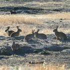 Otago regional councillor Michael Laws says Otago’s war on rabbits is already lost. PHOTO:...
