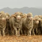 The Reda Group has invested in New Zealand and says working together with merino growers will...