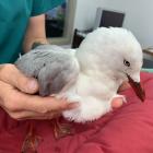 Red-billed gull, Oliver, is making good progress at the Wildlife Hospital in Dunedin, after he...