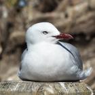 A red-billed gull. PHOTO: PETER MCINTOSH

