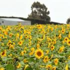 Sunflowers growing near Weston, in North Otago. PHOTO: STEPHEN JAQUIERY