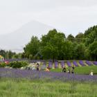 Holidaymakers enjoyed the aroma of the Wanaka Lavender Farm over the holiday period. PHOTO: LAURA...