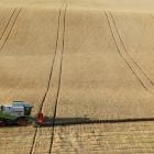 Wheat is harvested in a field near the village of Suvorovskaya in Russia's Stavropol region. File...