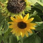 Sunflower seeds are a good food for birds in the colder months. 