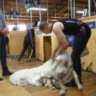Nathan Stratford, of Invercargill, competes in the heats of the NZ Shearing Circuit Final at...