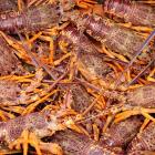 Rock lobster catch allowances are set to increase as other fisheries are closing to allow...