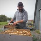 Leeston beekeeper Barry Hantz is stepping up the battle against varroa to stop bee deaths. PHOTO:...