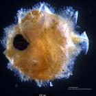 A larval sunfish, just millimetres across. PHOTO: KERRYN PARKINSON