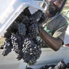 RSE worker Rowel Saul adds pinot noir grapes to a bin on Bald Hills Vineyard in Bannockburn...