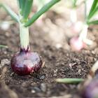 Onions play an extremely important part in any good kitchen. Photos by Fiona Andersen.