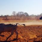 Mr Webley works on a cattle station in the Northern Territory. Photo: Supplied