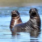 Nationally vulnerable New Zealand sea lion pups play in the waters of an Otago Peninsula coastal...