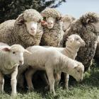 Armidale Merino breeding ewes and lambs. PHOTO: MARK CLINTON