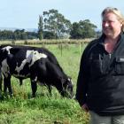 Otago Fresh Milk owner Shelli Mears raised her dairy bull Rojo for beef because she refuses to...