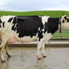 Holstein-Friesian cow Velaleen Baxter Condola, owned by Nathan Bayne, of North Otago, won the...