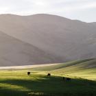 A shortage of workers at meat processing plants has flow-on effects for farmers as they try to...