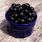 Blackcurrants are in hot demand. PHOTO: ODT FILES