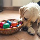 Dogs should not eat chocolate because it will make them sick. Photo: Getty Images