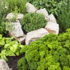 The concentration of flavour compounds in herbs tends to be higher if they are grown under the...