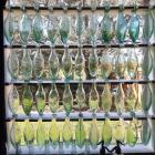 A selection of New Zealand fizzy drink bottles, known as the torpedo bottle, from the 1850s-1900....