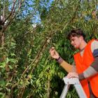 Michael Blood, of Plant &amp; Food Research Clyde, assesses wild almonds growing in Central....