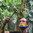 Ake Ake the Indian ring-necked parakeet makes the most of his new-found freedom after being...